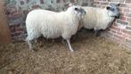 Schapen te koop, Dieren en Toebehoren, Schapen, Geiten en Varkens