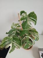 Monstera deliciosa variegata, Huis en Inrichting, Kamerplanten, Ophalen