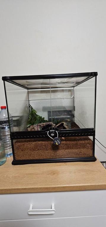 Brachypelma Hamorri, roodknievogelspin  beschikbaar voor biedingen