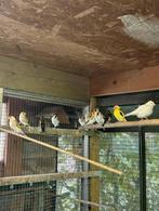 Major distelvinken, Dieren en Toebehoren