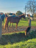Veelbelovende 2,5 jarige merrie met prima afstamming,, Dieren en Toebehoren, Paarden, Merrie