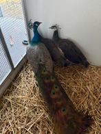 Trio blauwe pauwen, Dieren en Toebehoren, Pluimvee, Meerdere dieren, Overige soorten