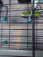 Muisparkiet ( conure souris) afhalen in Herstal Luik. Liege