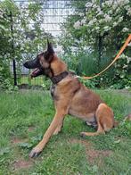Mechelse herder, Dieren en Toebehoren, Honden | Herdershonden en Veedrijvers, België, Fokker | Hobbymatig, Reu, 1 tot 2 jaar