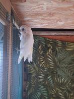 Cacatoes, Dieren en Toebehoren, Mannelijk, Papegaai, Geringd