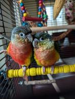 Tamme baby pyrrhura, Dieren en Toebehoren, Vogels | Parkieten en Papegaaien, Meerdere dieren, Papegaai, Geringd