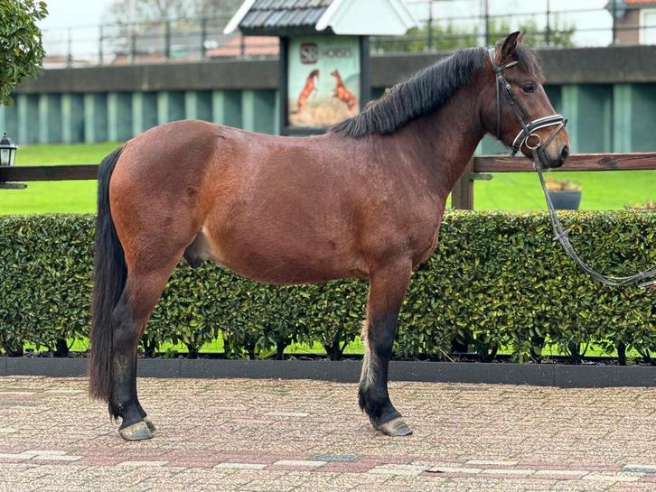 ** Super schattige en lieve 3,5 jarige D pony ruin **, Dieren en Toebehoren, Pony's, Ruin, Zadelmak, D pony (1.37m tot 1.48m)