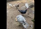 Duitse blauwe kalkoenen / Blue slate turkey, Dieren en Toebehoren, Meerdere dieren, Kalkoen