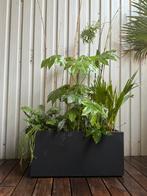 Grote Fatsia, bamboe, palm en varens in Elho plantenbak, Ophalen