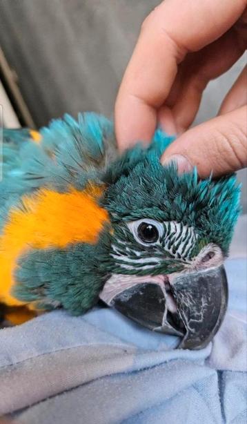 Rio de blauwkeelara, Dieren en Toebehoren, Vogels | Parkieten en Papegaaien, Geringd