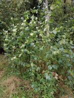 Vlierbes, lijsterbes, berk, Ophalen