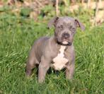 Amerikaanse Stafford pups, België, Reu, CDV (hondenziekte), 8 tot 15 weken