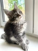 Maine Coon Kitten Bibi, Gechipt, 0 tot 2 jaar, Poes