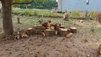 sapin, Tuin en Terras, Brandhout, Ophalen