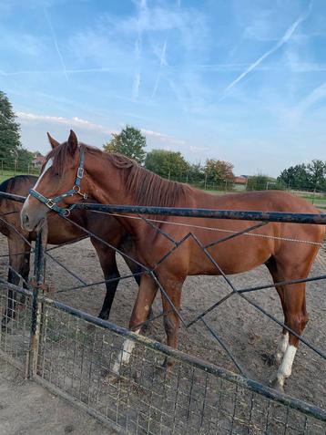 Leuk jong paard beschikbaar voor biedingen