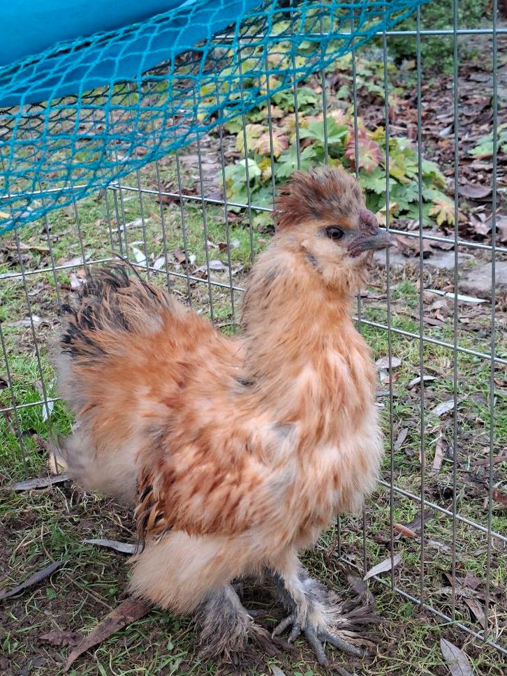 5 zijdehoen haantjes, Dieren en Toebehoren, Pluimvee, Kip, Mannelijk