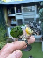 Zwartkop caique, Dieren en Toebehoren