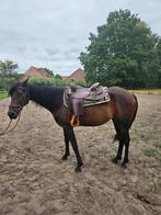 Franse draver merrie, Dieren en Toebehoren, Paarden, Merrie, Met stamboom