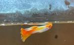 Koi guppy, Dieren en Toebehoren, Vis, Zoetwatervis