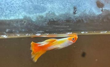 Koi guppy beschikbaar voor biedingen