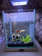 Aquarium guppies, Dieren en Toebehoren, Vissen | Aquaria en Toebehoren, Ophalen, Zo goed als nieuw