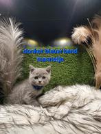 Britse Korthaar, Kater, Gechipt, 0 tot 2 jaar