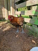 Raszuivere Zingemse leghoen haan, Dieren en Toebehoren, Mannelijk, Kip