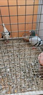2 koppels ongeringde postduiven voor 50 euro samen, Dieren en Toebehoren