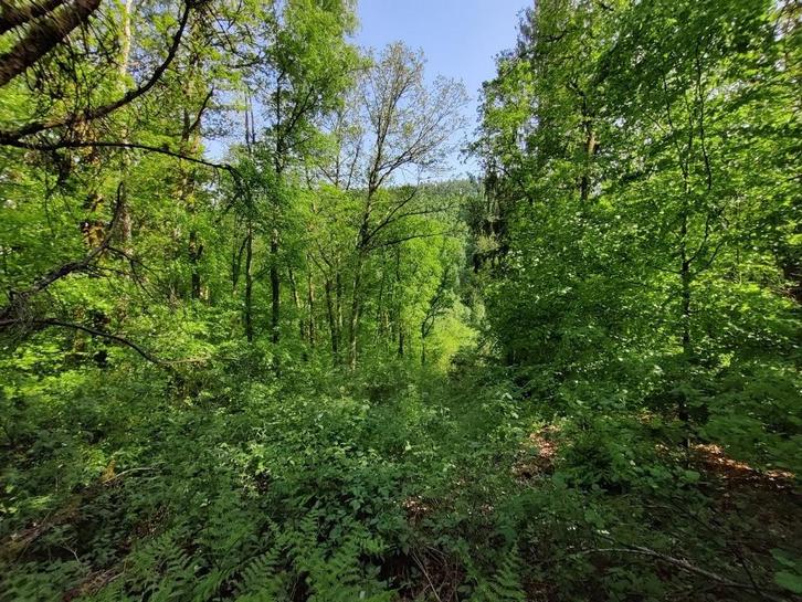 Terrain forestier a Warrempage(pas de frais de notaire), Immo, Gronden en Bouwgronden