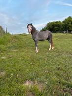 Welsh hengst, Dieren en Toebehoren, Pony's, Gechipt, Niet van toepassing, 0 tot 2 jaar, Hengst
