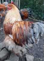 Broedeieren brahma groothoen, Poule ou poulet, Sexe inconnu