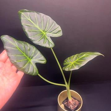 Alocasia Regal Shield beschikbaar voor biedingen