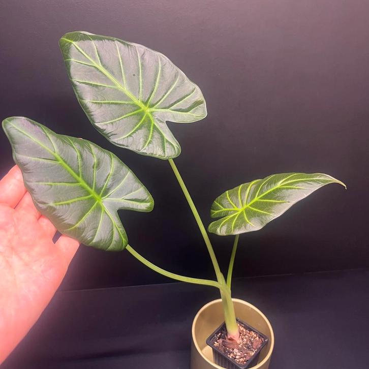Alocasia Regal Shield, Huis en Inrichting, Kamerplanten, Minder dan 100 cm, Ophalen of Verzenden