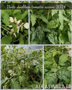 Plus de 80 variétés de tomate - doublons de culture 2024, Annuelle, Plein soleil, Enlèvement, Plantes potagères