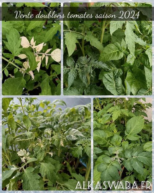 Plus de 80 variétés de tomate - doublons de culture 2024, Jardin & Terrasse, Plantes | Jardin, Annuelle, Plantes potagères, Plein soleil