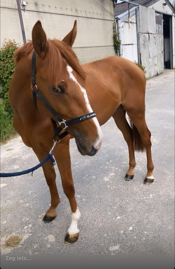 4 jarige ruin te koop/inruil, Animaux & Accessoires, Chevaux, Hongre, L, 165 à 170 cm, 3 à 6 ans, Cheval de saut, Avec pedigree