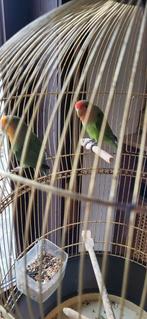 Agapornis, Dieren en Toebehoren, Vogels | Kanaries