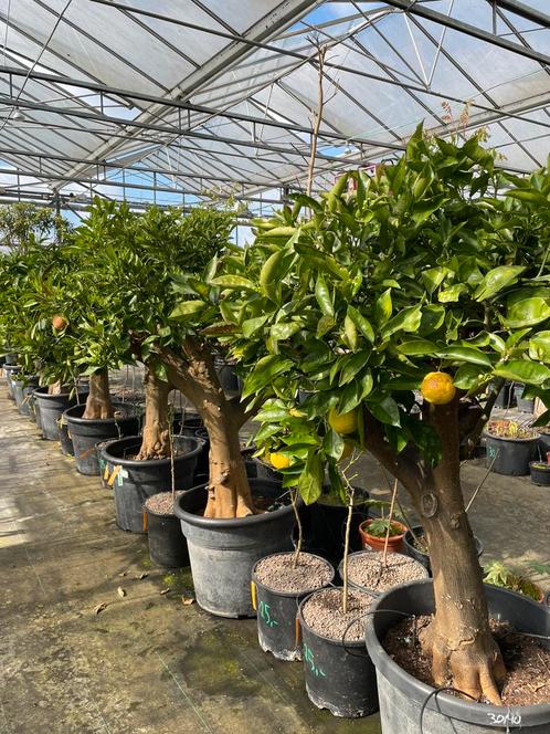 Sinaasappelboom - ruim assortiment, Tuin en Terras, Planten | Bomen, Overige soorten, 100 tot 250 cm, Volle zon, Lente, In pot