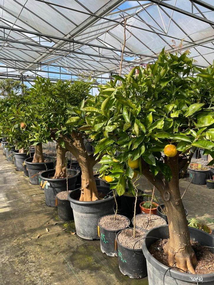 Sinaasappelboom - ruim assortiment, Tuin en Terras, Planten | Bomen, Overige soorten, 100 tot 250 cm, Volle zon, Lente, In pot