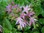48 Sedum spurium, roze muurpeper p9, Ophalen, Bodembedekkers, Volle zon, Vaste plant