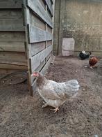 Jonge kriel hen, Dieren en Toebehoren, Vrouwelijk, Kip