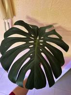 Bouture Monstera Deliciosa, Maison & Meubles, Plantes d'intérieur, Autres espèces, Moins de 100 cm, Enlèvement, Plante verte