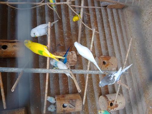 Verschillende kleuren jonge kweekrijpe grasparkietjes, Dieren en Toebehoren, Vogels | Parkieten en Papegaaien, Parkiet, Meerdere dieren
