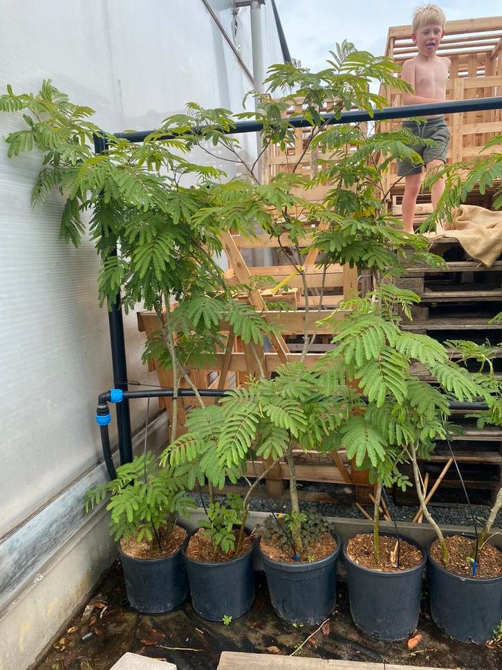 Albizia julibrissin, Solitaire Boom, Tuin en Terras, Planten | Bomen, Ophalen