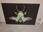 Foto op plexiglas: groene kever 84cm x 120cm, Ophalen, 80 tot 120 cm, Nieuw, 80 tot 120 cm