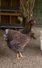Wyandotte hennen, Dieren en Toebehoren, Pluimvee, Vrouwelijk, Kip