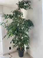Ficus Benjamina, Huis en Inrichting, Kamerplanten, Ophalen, Ficus, 200 cm of meer, Halfschaduw