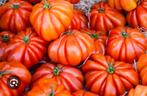 Bio Couer de boeuf tomatenplanten,  per plant voor 1 euro, Tuin en Terras, Planten | Tuinplanten, Ophalen