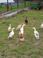 Loopeenden 6 maanden, Meerdere dieren, Eend