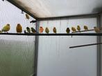Kanaries te koop, Dieren en Toebehoren, Zangkanarie
